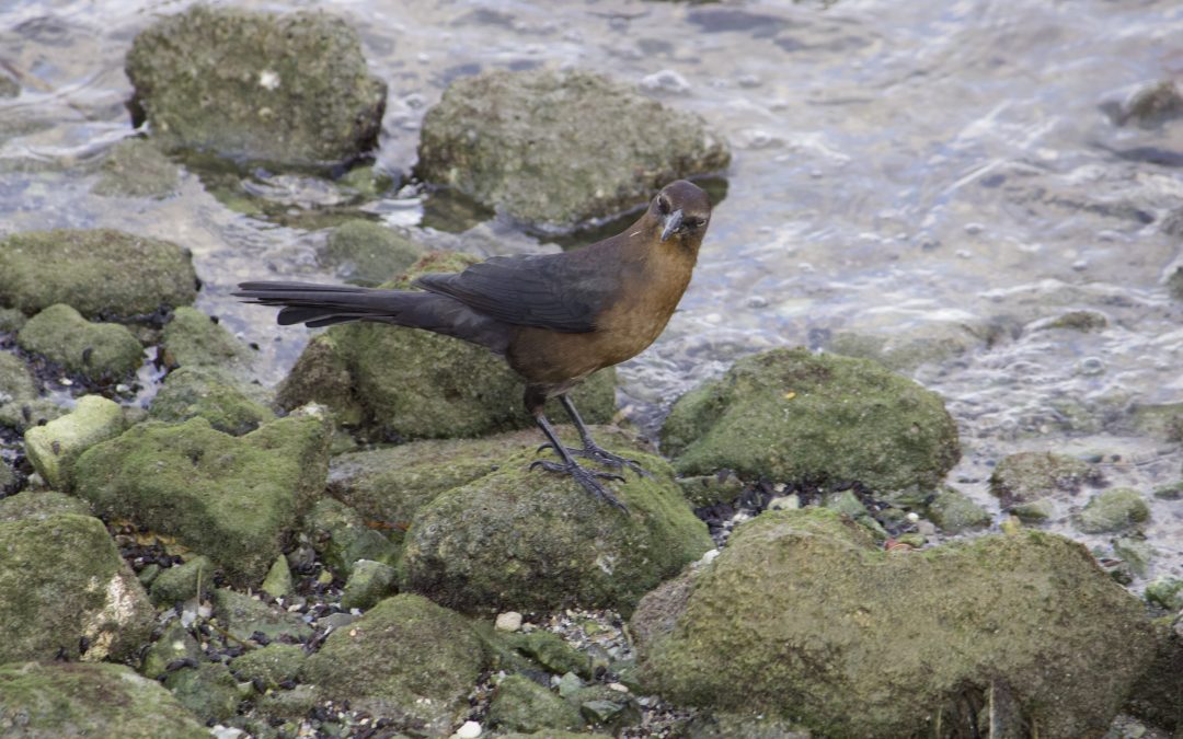 Quiscalus mexicanus (Gmelin, 1788)