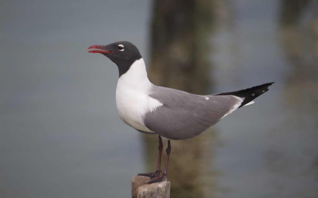 Leucophaeus atricilla Linnaeus, 1758