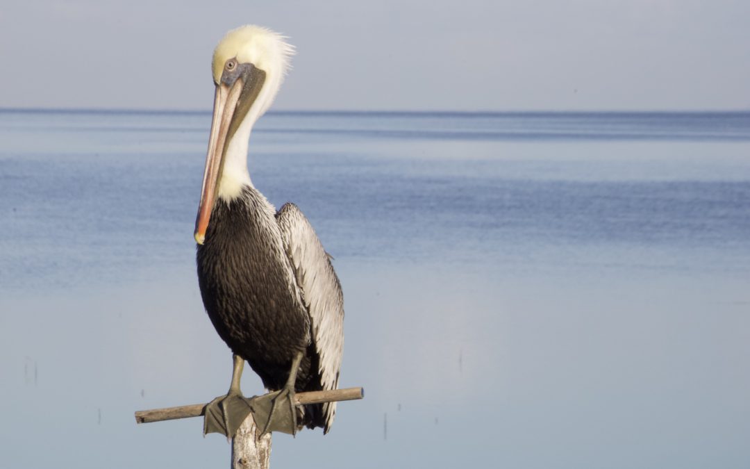 Pelecanus occidentalis Linnaeus, 1766