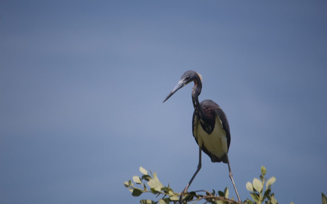 Egretta tricolor (Müller, 1776)