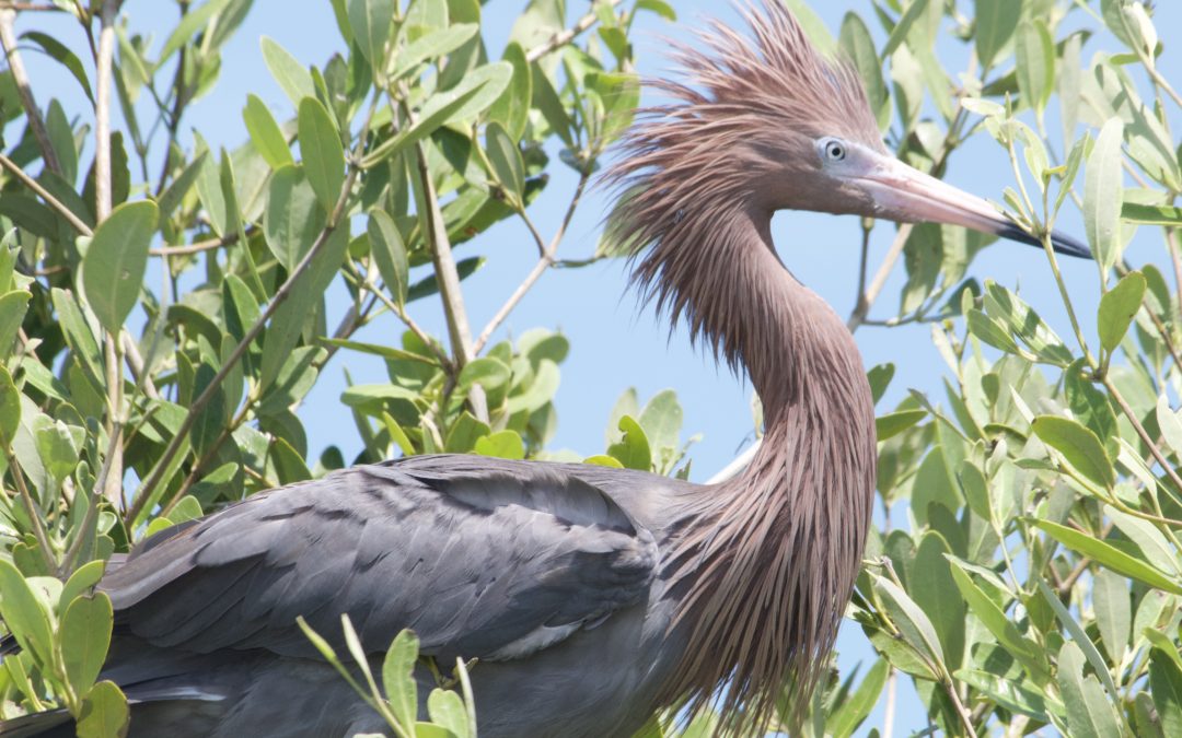Egretta rufescens (Gmelin, 1789)