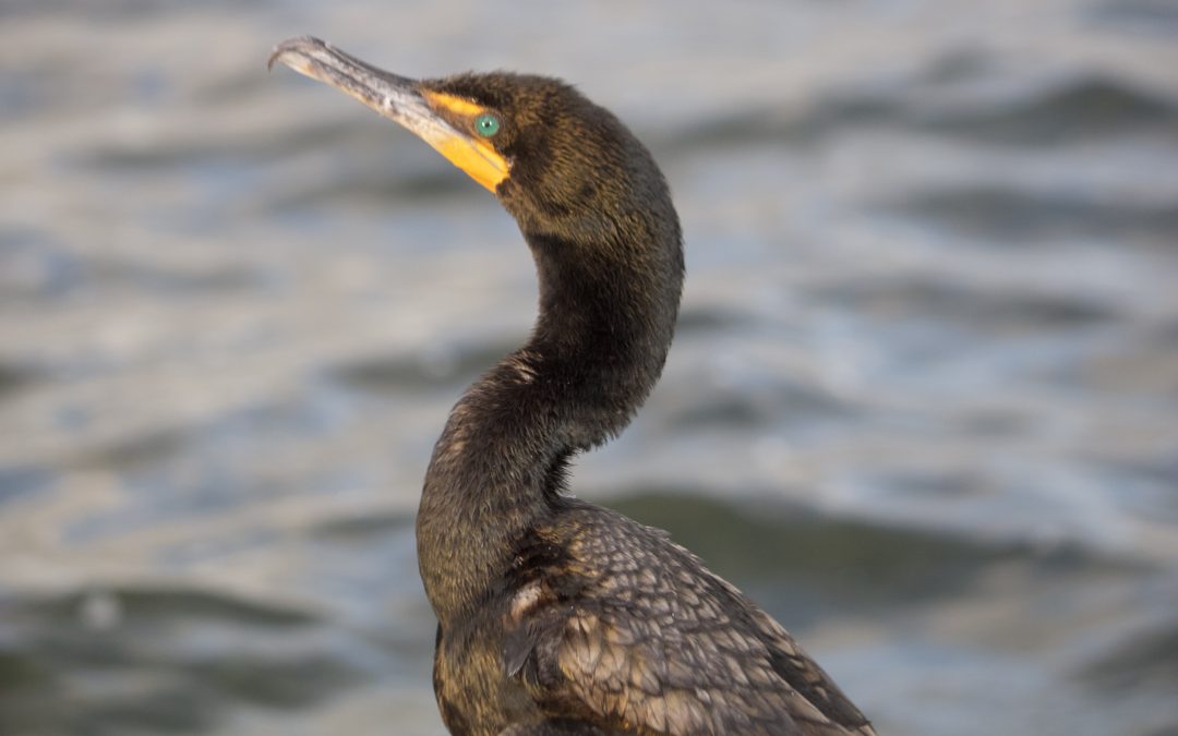 Phalacrocorax brasilianus (Gmelin, 1789).
