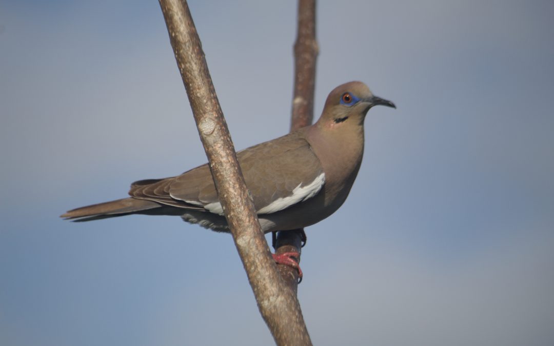 Zenaida asiatica (Linnaeus, 1758)
