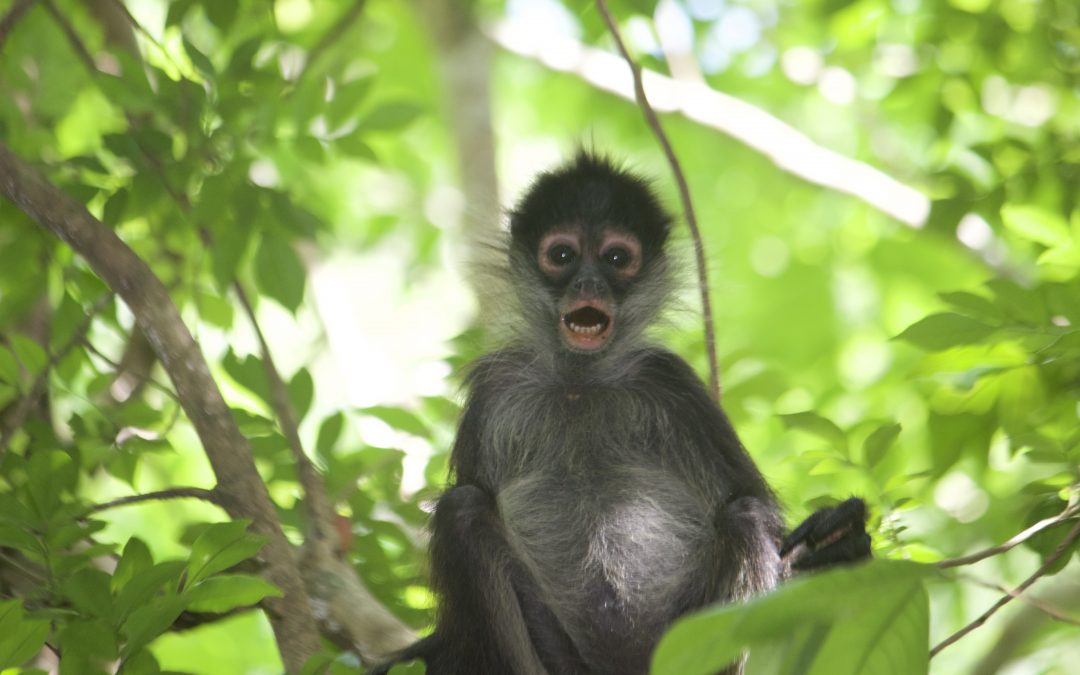 Ateles geoffroyi (Kuhl, 1820)