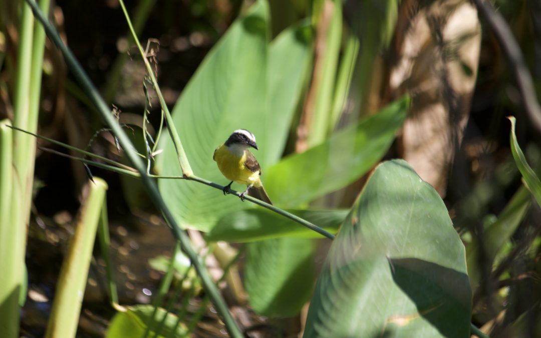 Pitangus sulphuratus (Linnaeus, 1766)