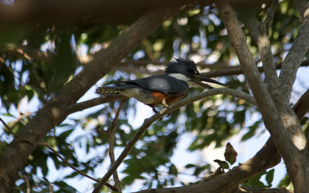 Megaceryle torquata (Linnaeus, 1766)