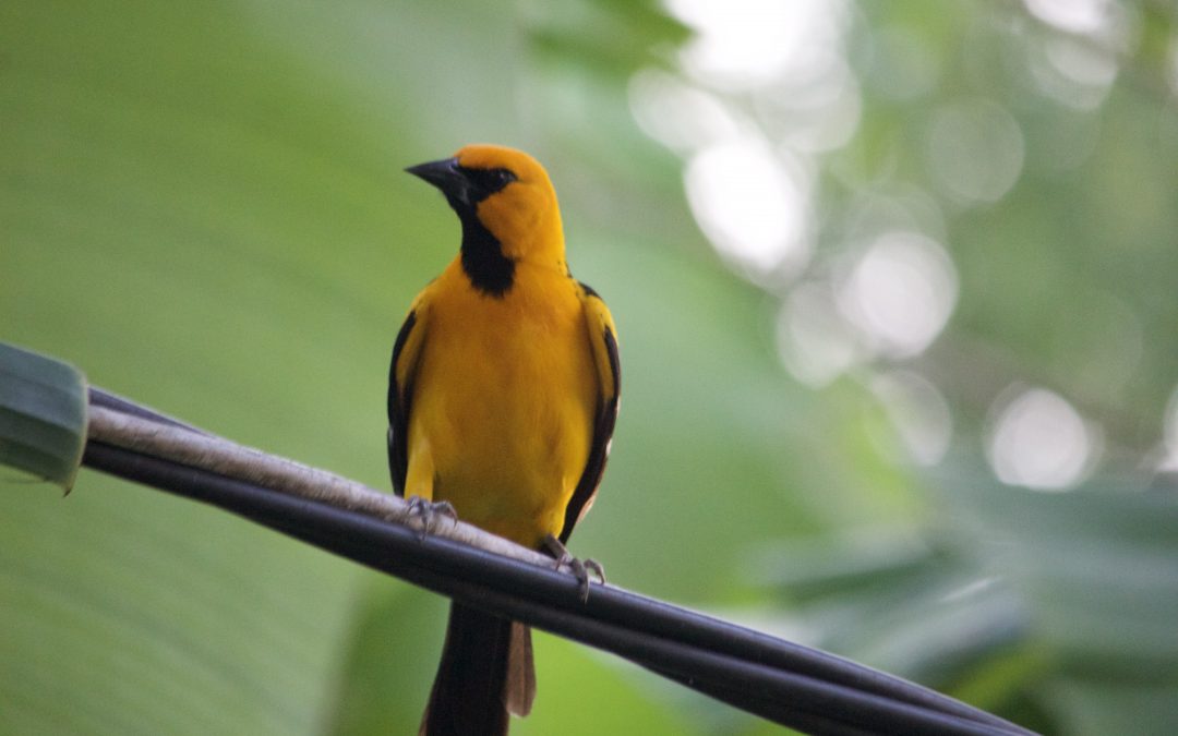 Icterus gularis (Wagler, 1829)