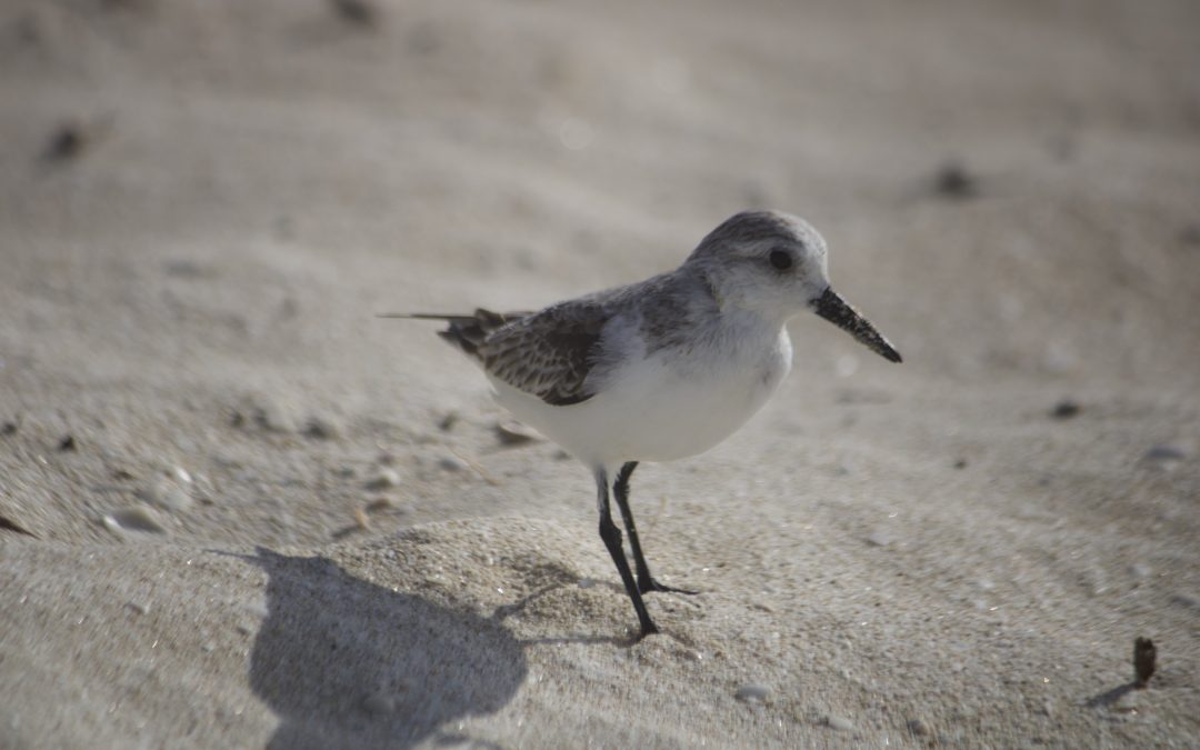 Calidris alba Pallas, 1764