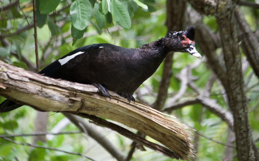 Cairina moschata (Linnaeus, 1758)
