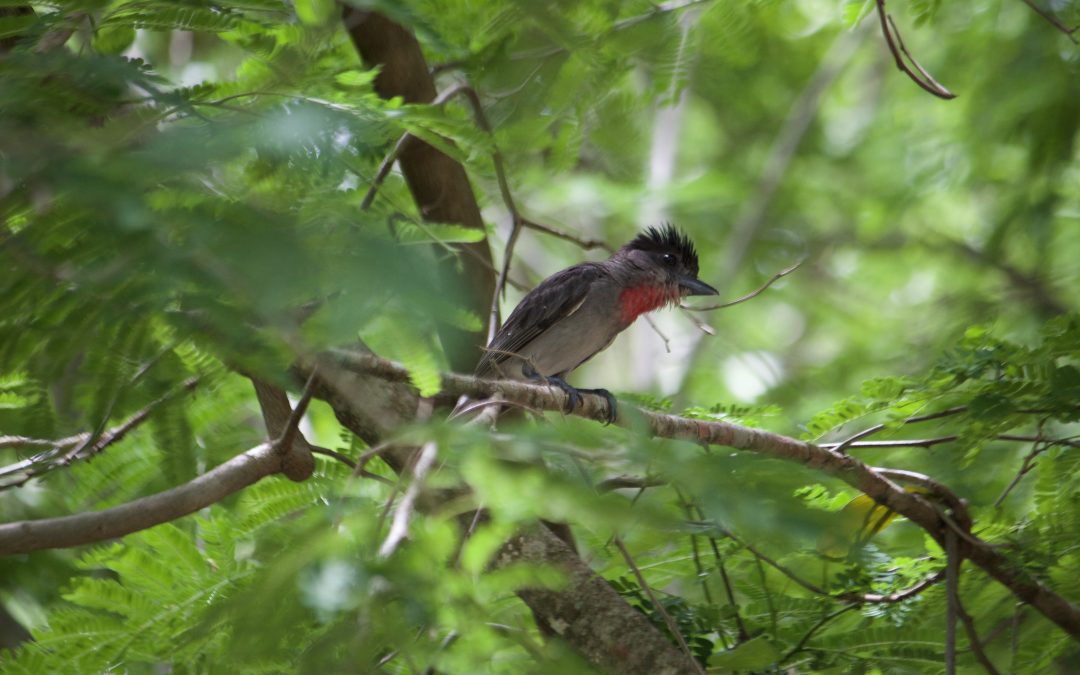 Pachyramphus aglaiae (Lafresnaye, 1839)