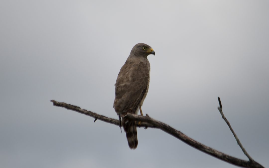 Rupornis magnirostris (Gmelin, 1788)