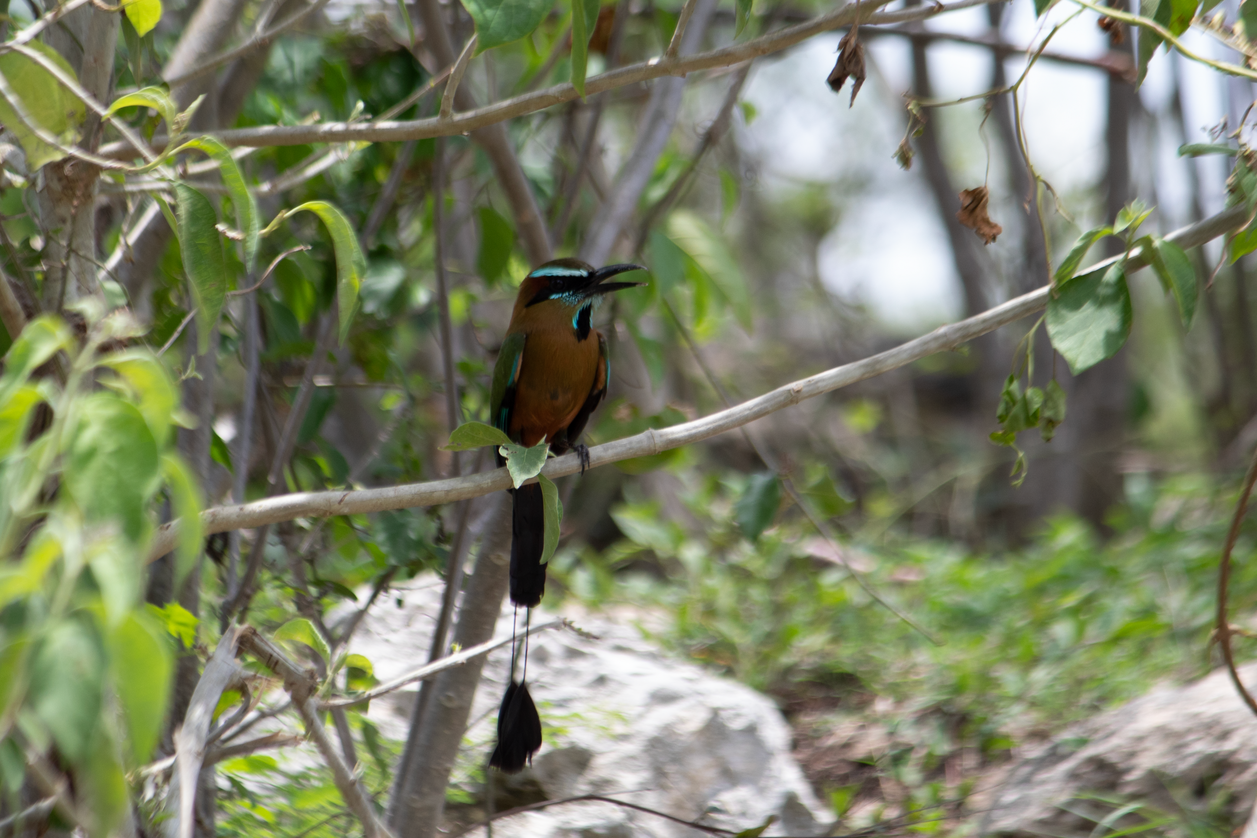 Diversidad de Fauna en Campeche