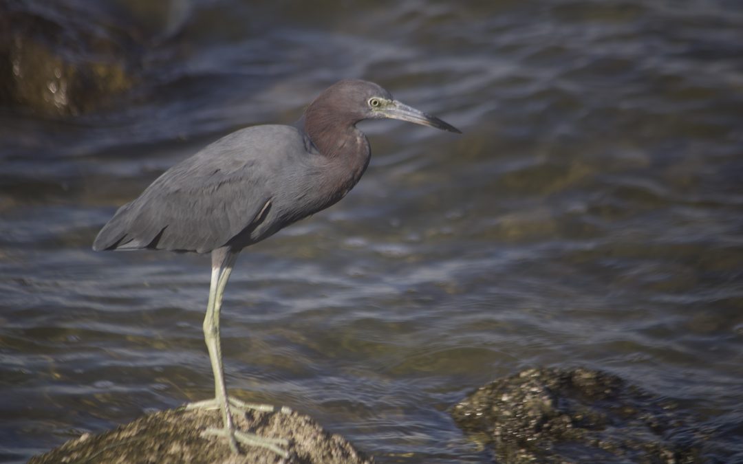 Egretta caerulea (Linnaeus, 1758)