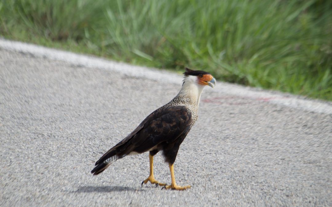 Caracara plancus (J. F. Miller, 1777)