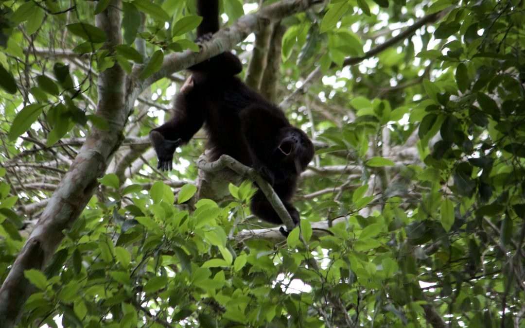 Alouatta pigra (Lawrence, 1933)