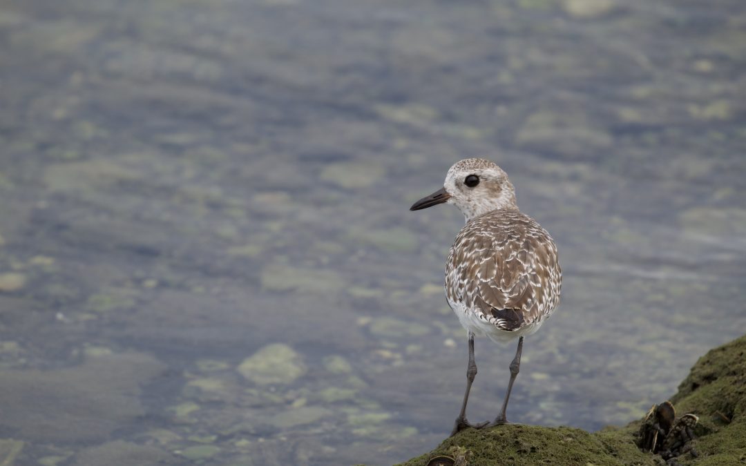 Pluvialis squatarola Linnaeus, 1758.