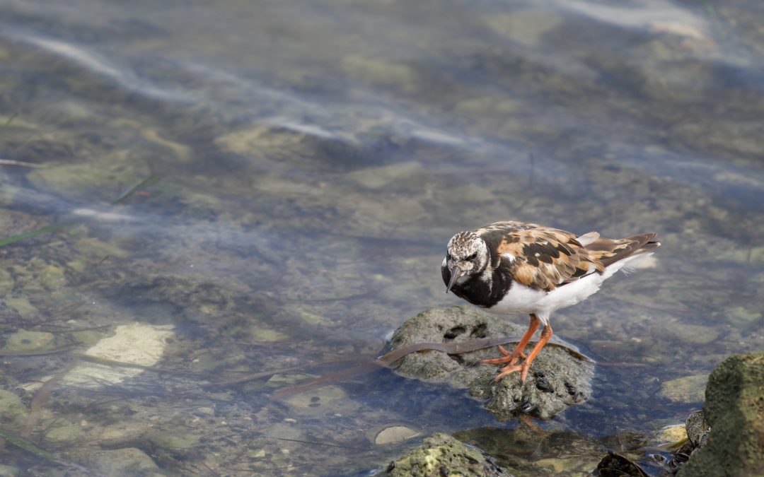 Arenaria interpres Linnaeus, 1758