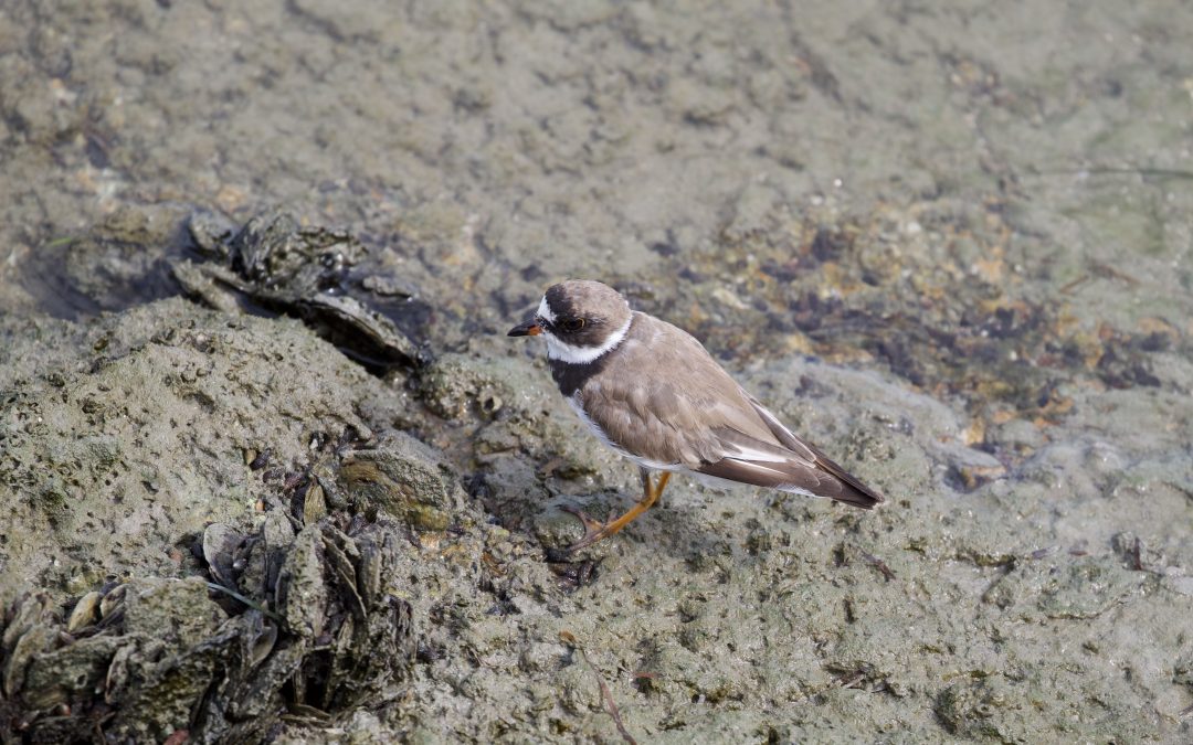 Charadrius semipalmatus Bonaparte, 1825