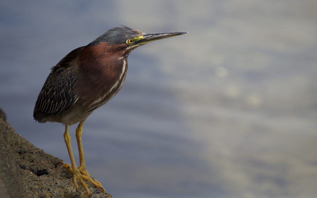 Butorides virescens (Linnaeus, 1758)