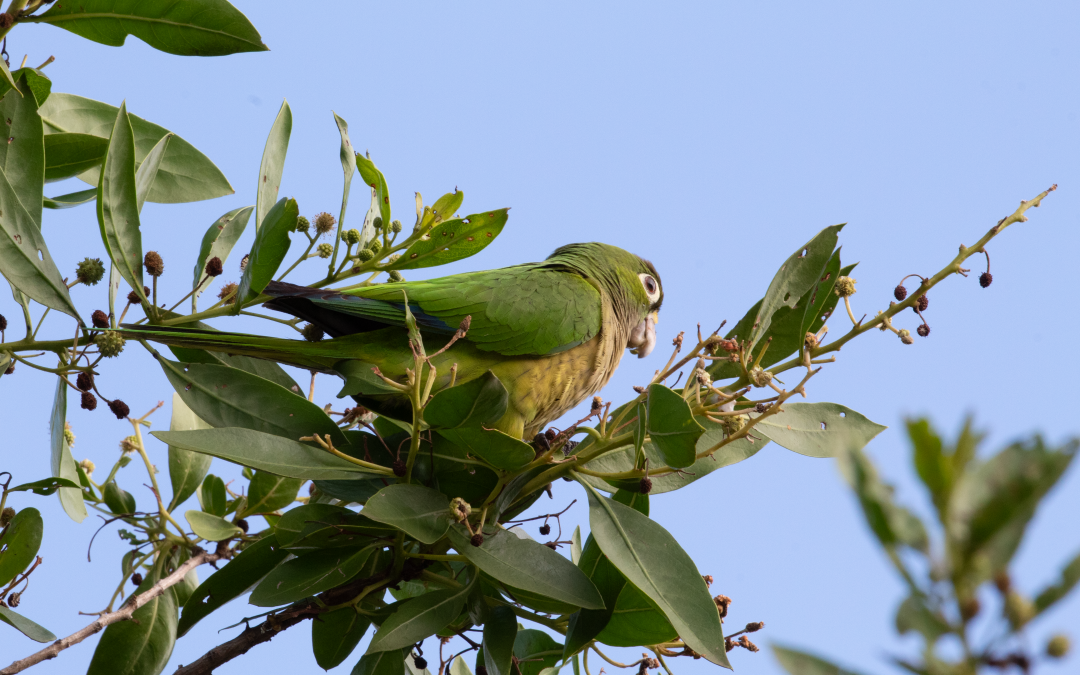 Eupsittula astec (Souancé, 1857).
