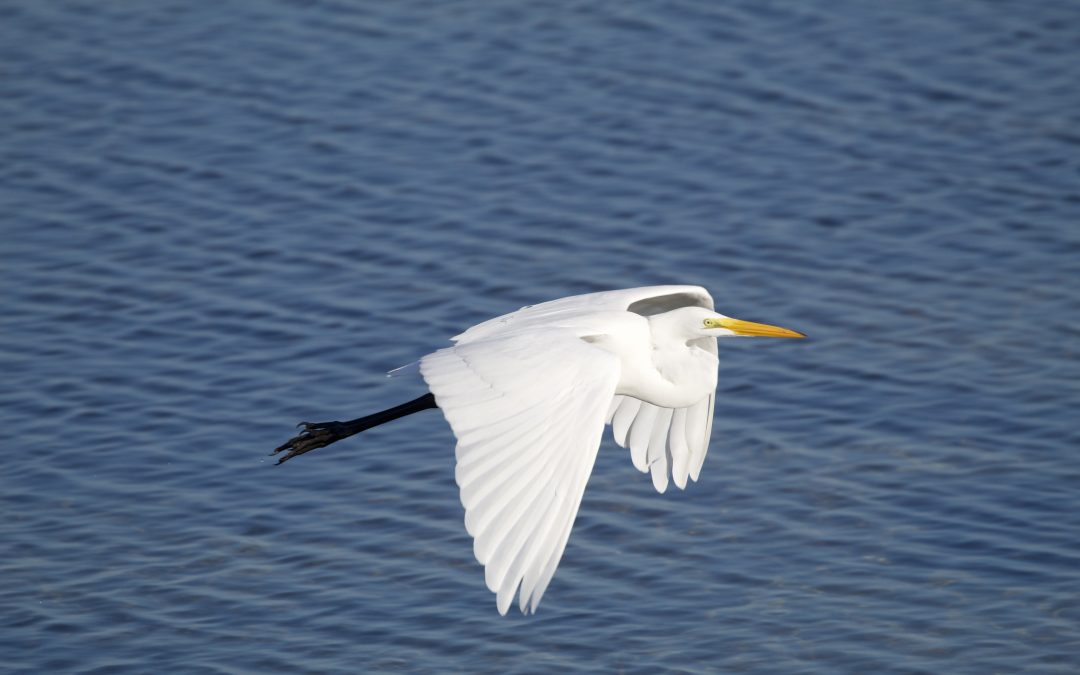 Ardea alba (Linnaeus, 1758)