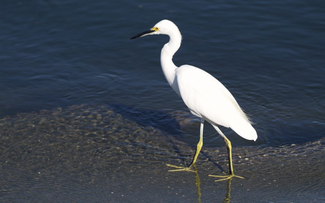 Egretta thula (Molina, 1782)