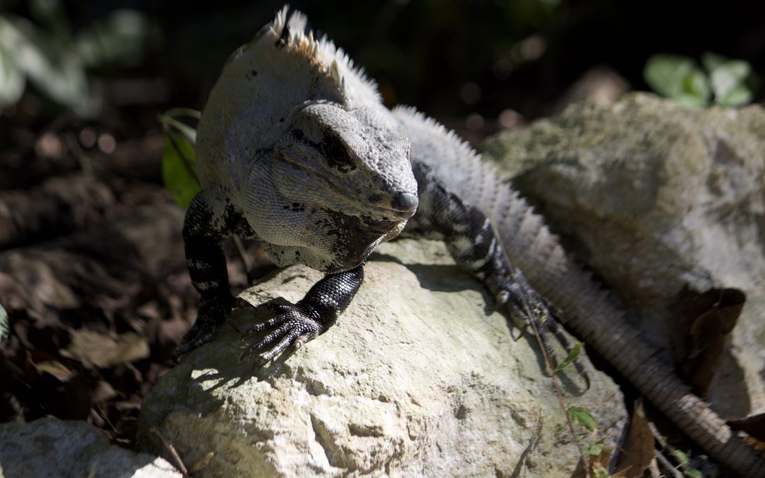 Ctenosaura similis (Gray, 1831)