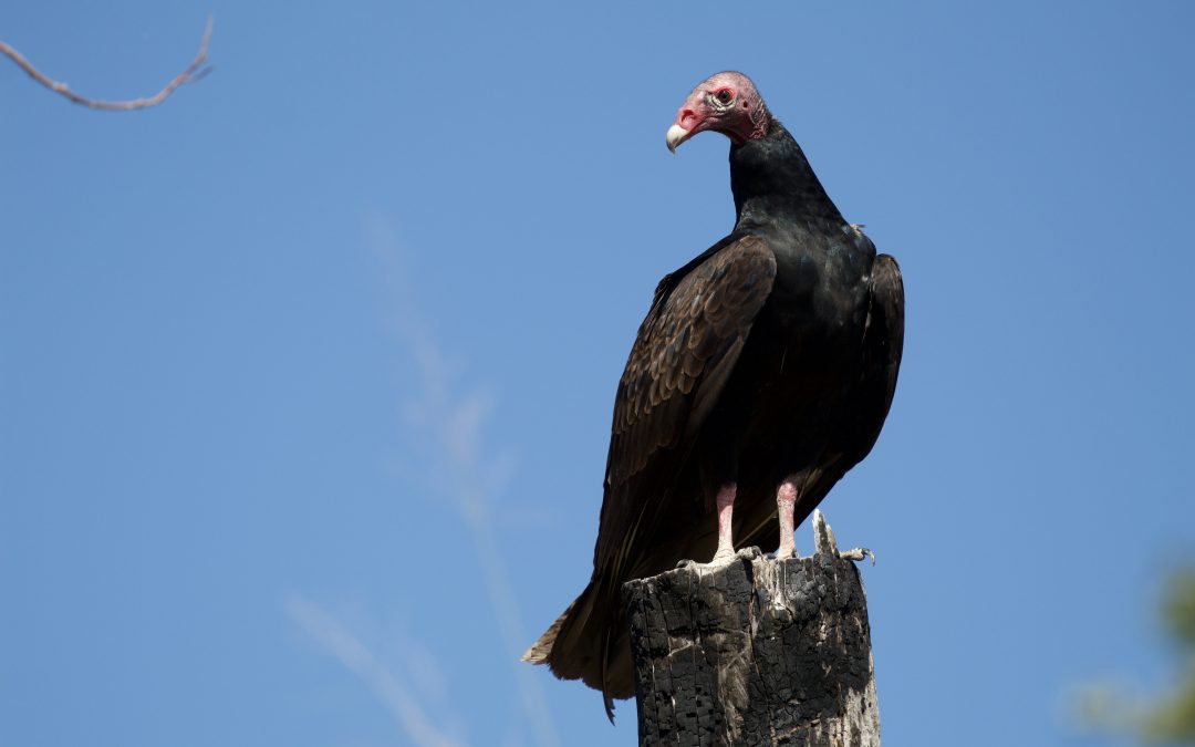 Cathartes aura
