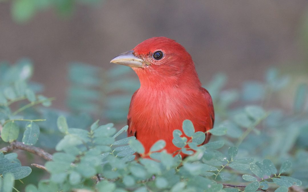 Piranga rubra (Linnaeus, 1758)