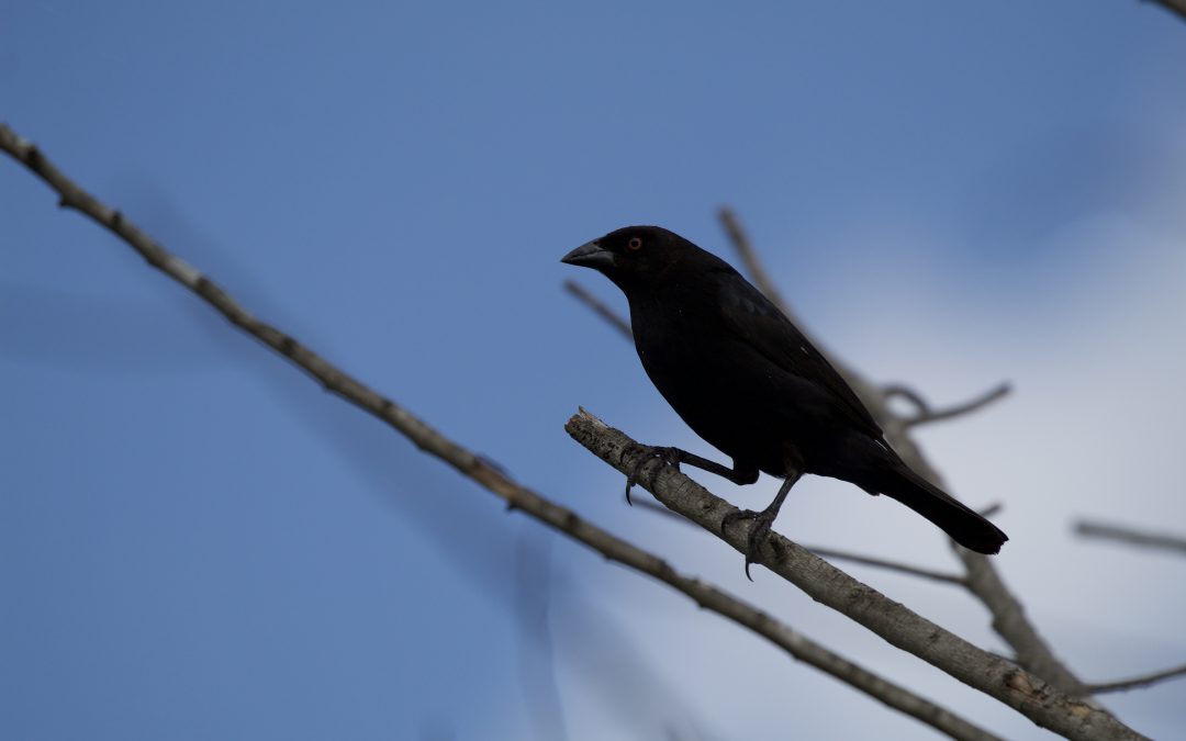 Molothrus aeneus (Wagler, 1829)