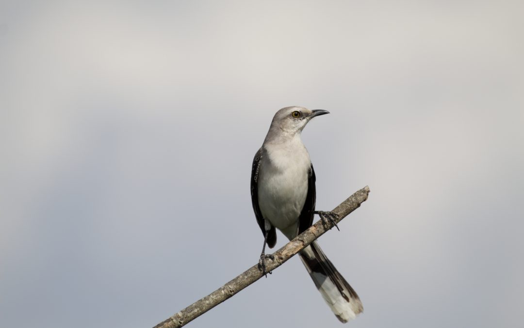 Mimus polyglottos (Linnaeus, 1758)