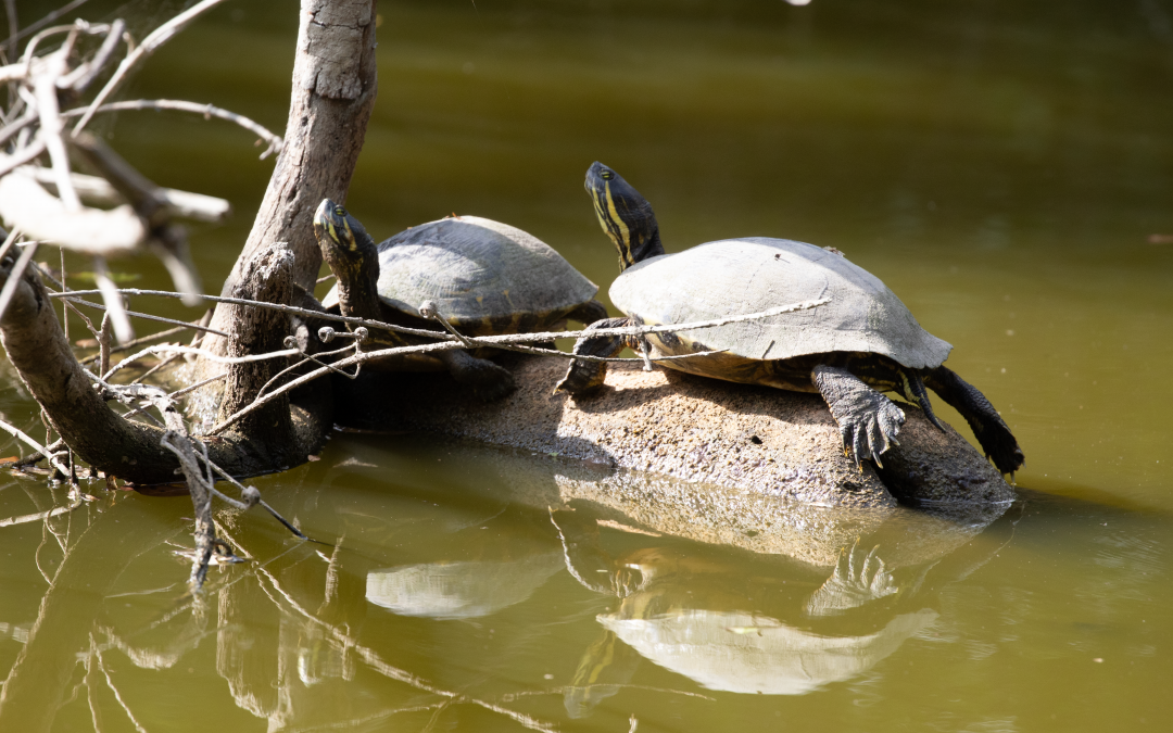 Trachemys venusta (Gray, 1856)