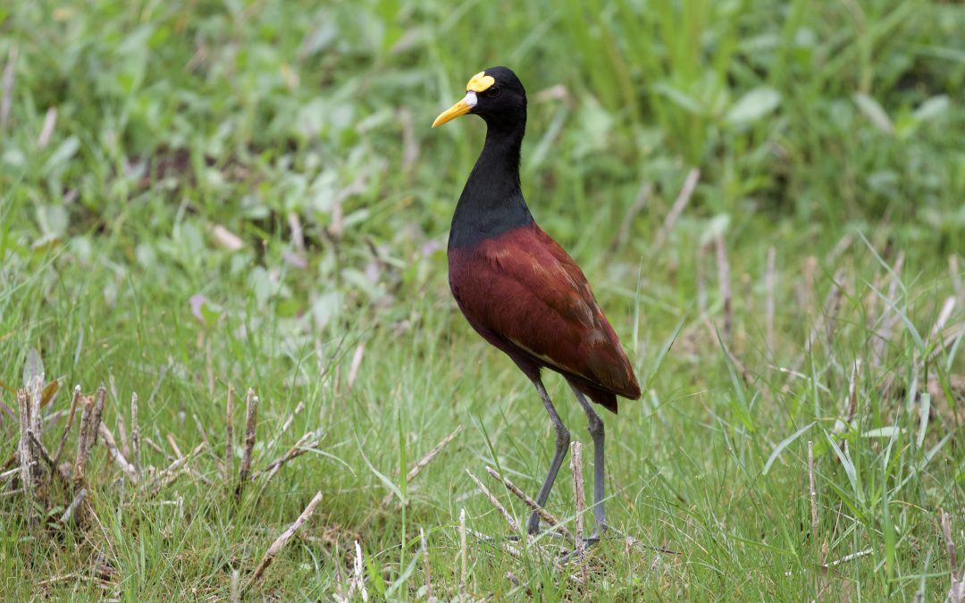 Jacana spinosa Linnaeus, 1758.