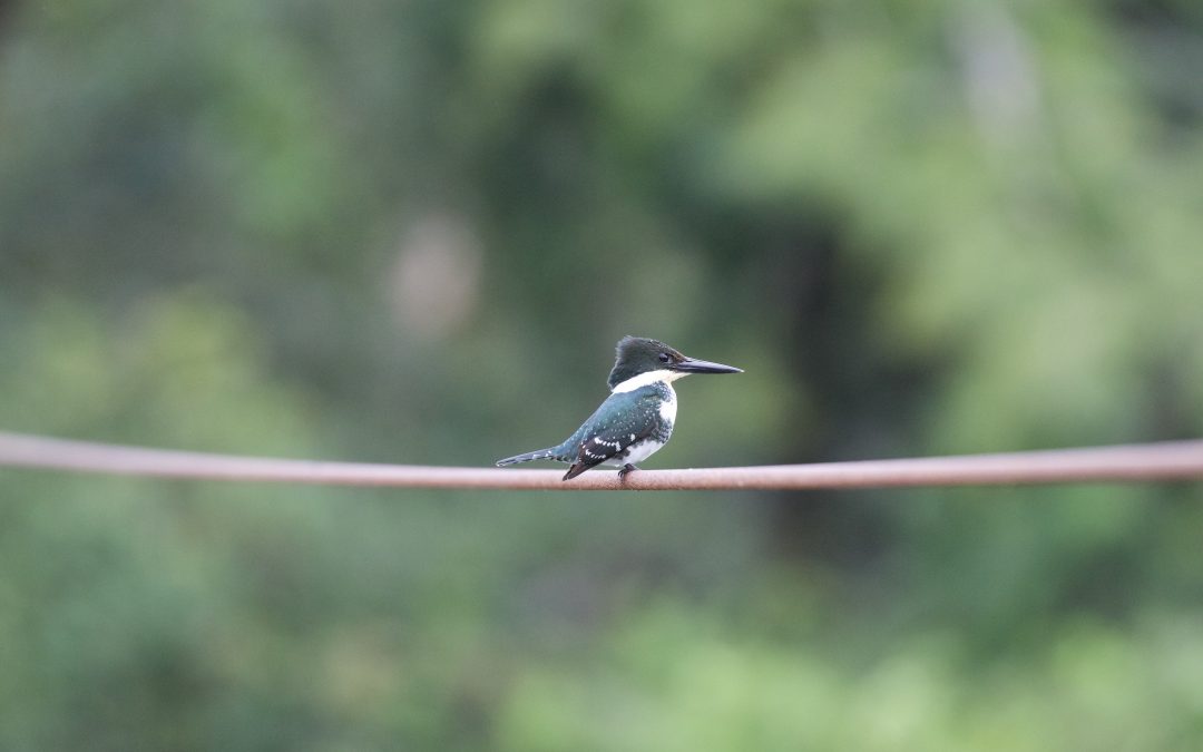 Chloroceryle americana (Gmelin, 1788)