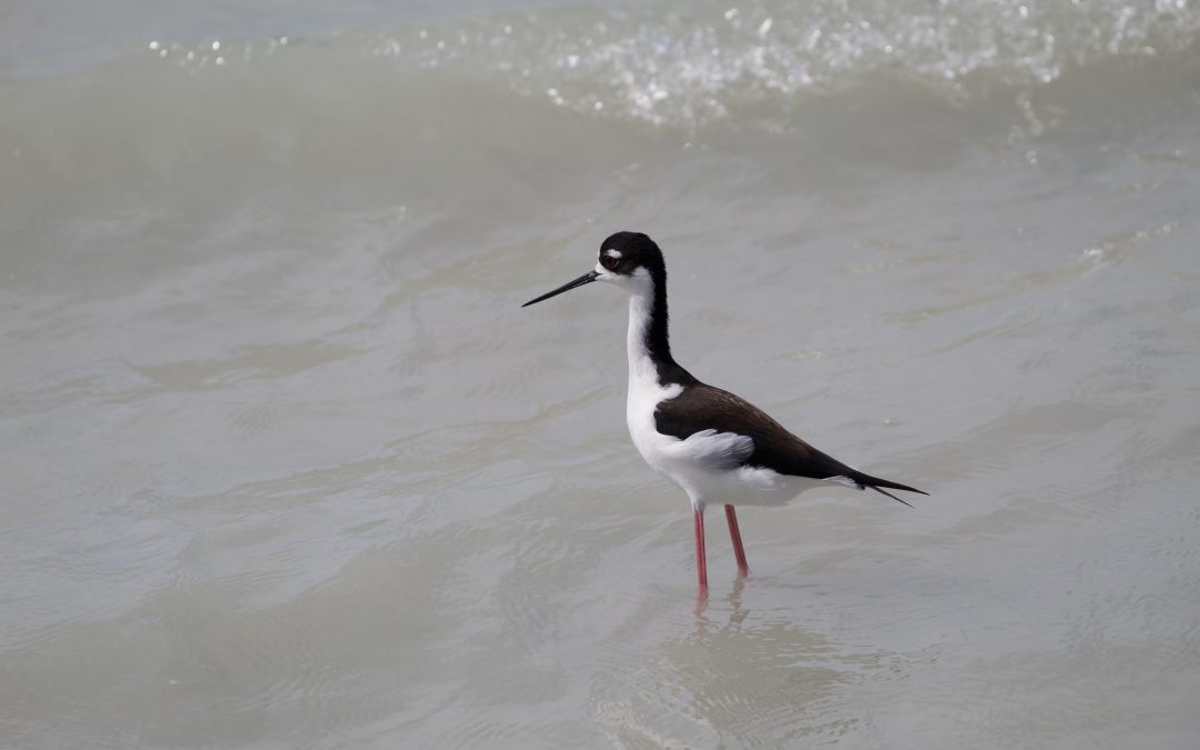 Himantopus mexicanus P. L. S. Müller, 1776