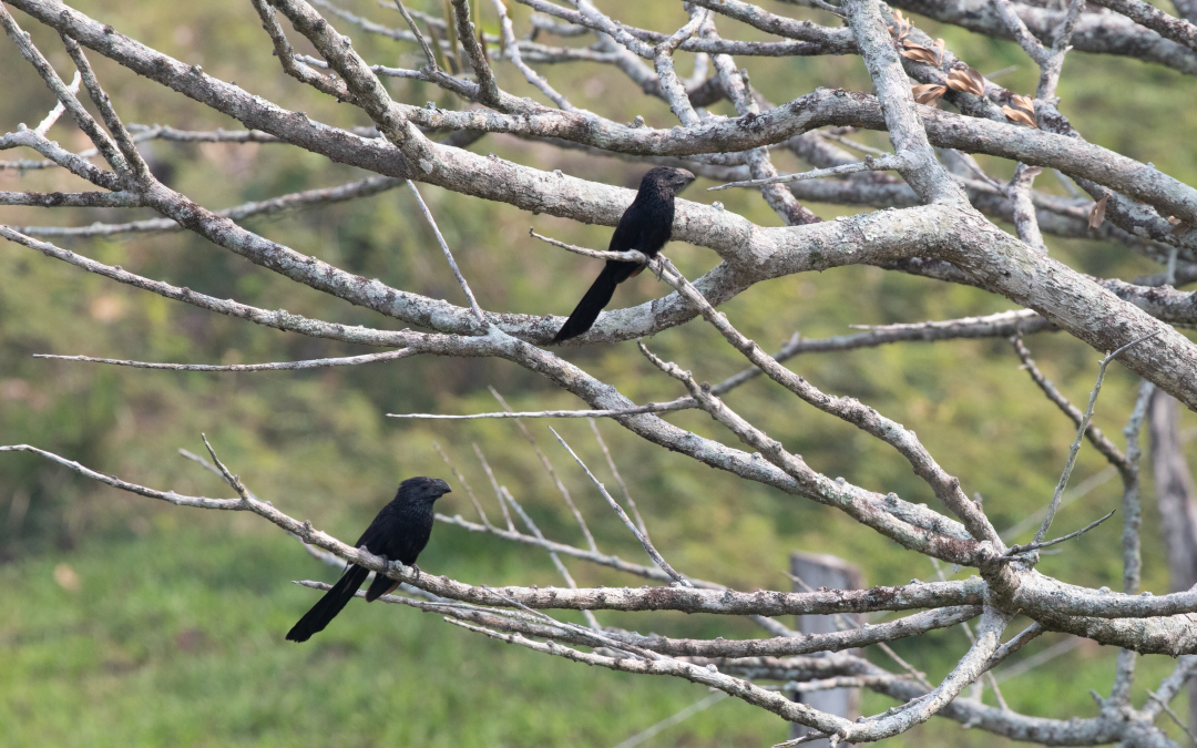 Crotophaga sulcirostris Swainson, 1827.