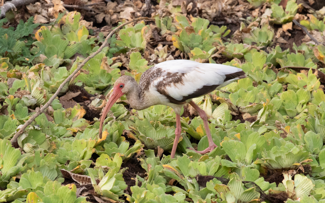 Eudocimus albus Linnaeus, 1758.