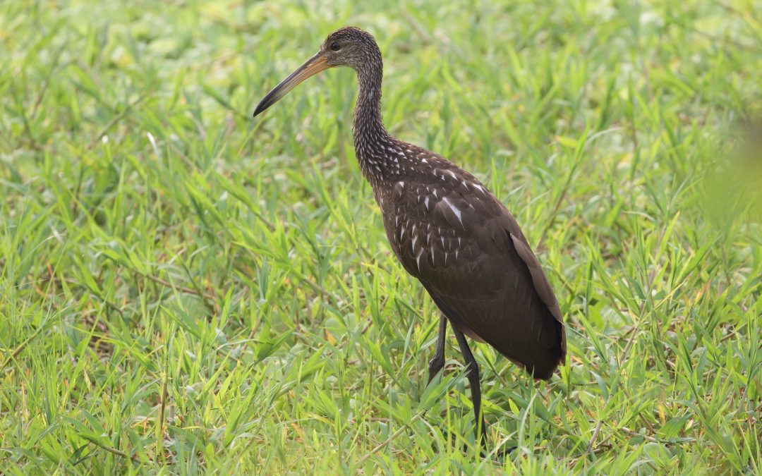 Aramus guarauna (Linnaeus, 1766)