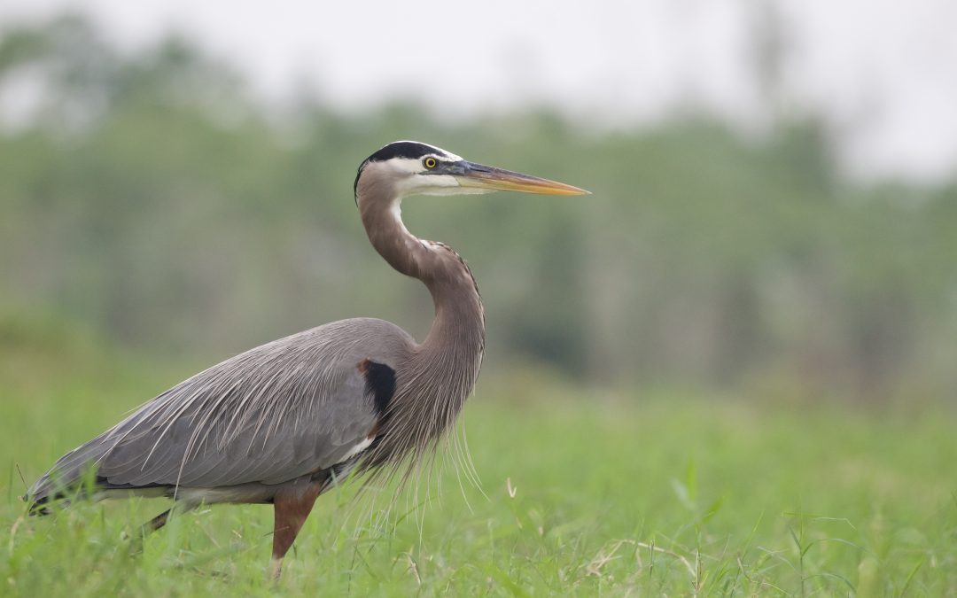 Ardea herodias (Linnaeus, 1758)