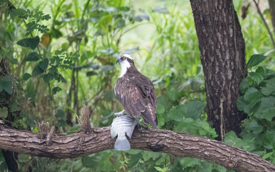Pandion haliaetus (Linnaeus, 1758)