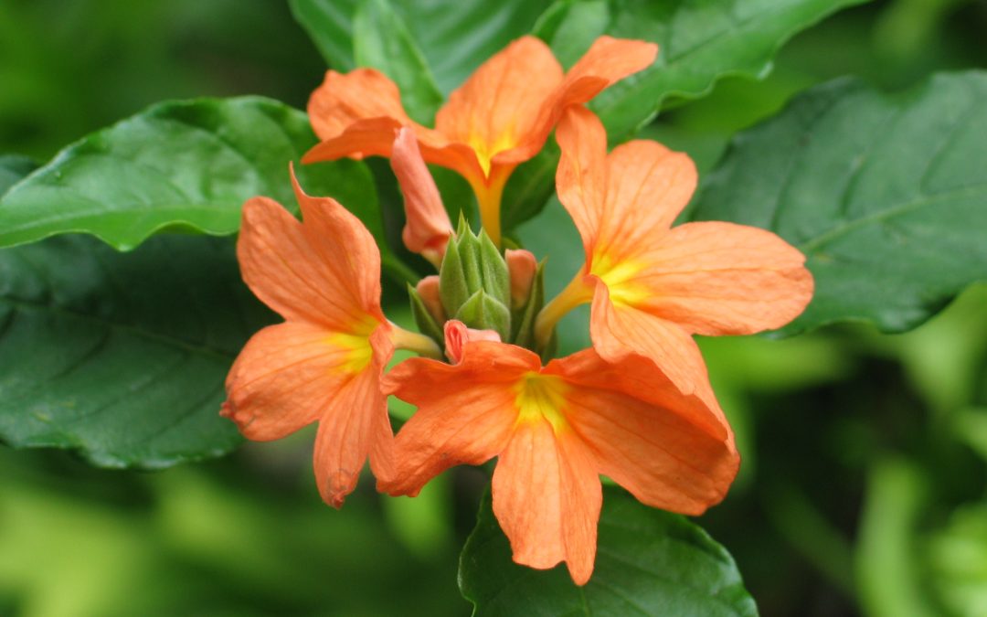 Crossandra infundibuliformis (L.) Nees