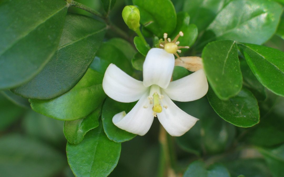 Murraya paniculata (L.) Jack.
