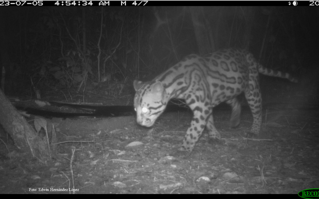 Leopardus pardalis (Linnaeus, 1758)