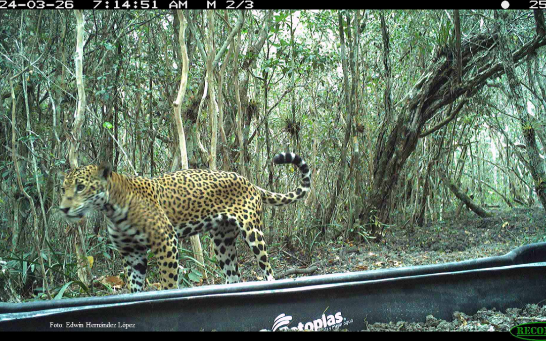 Panthera onca (Linnaeus, 1758)