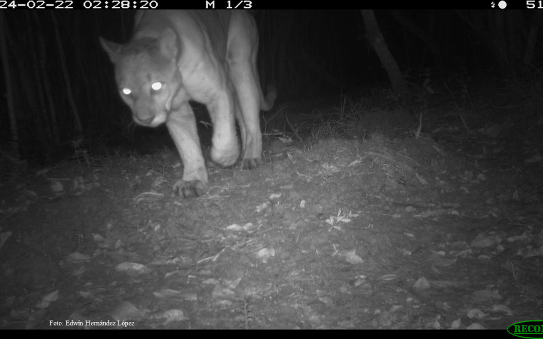 Puma concolor (Linnaeus, 1771).