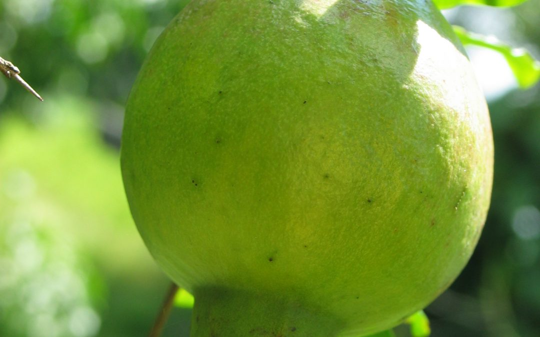 Punica granatum L.