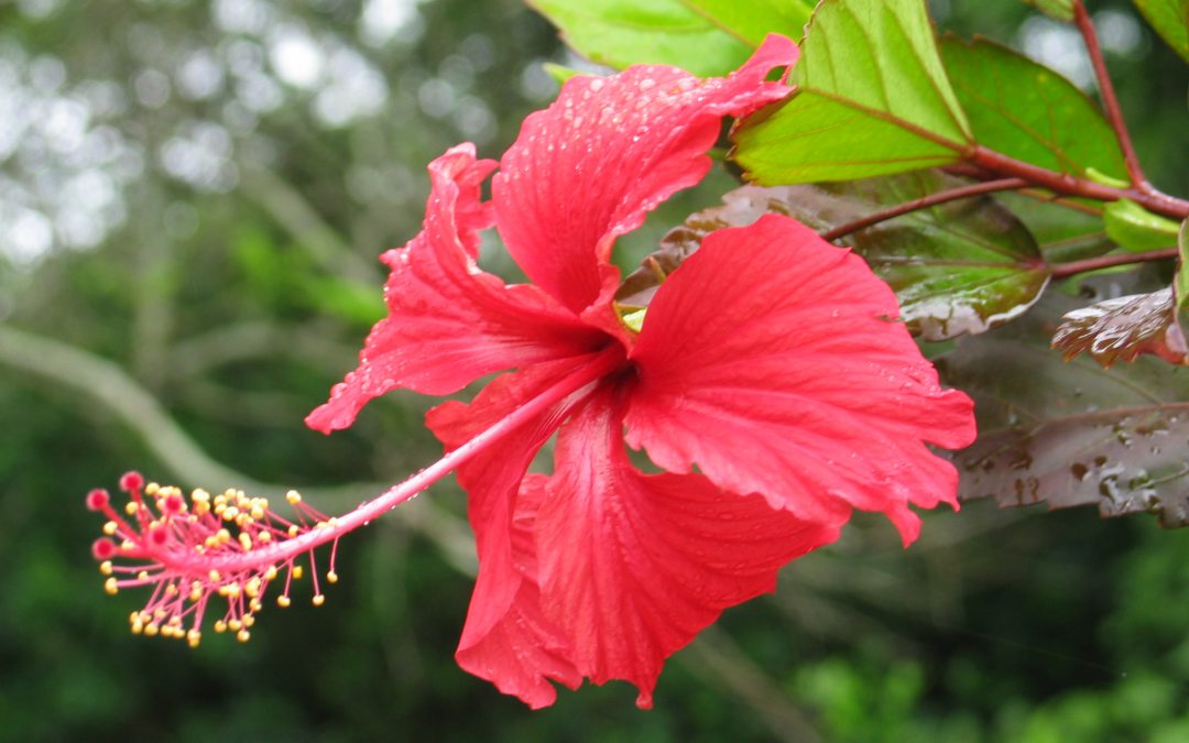 Hibiscus rosa-sinensis L.