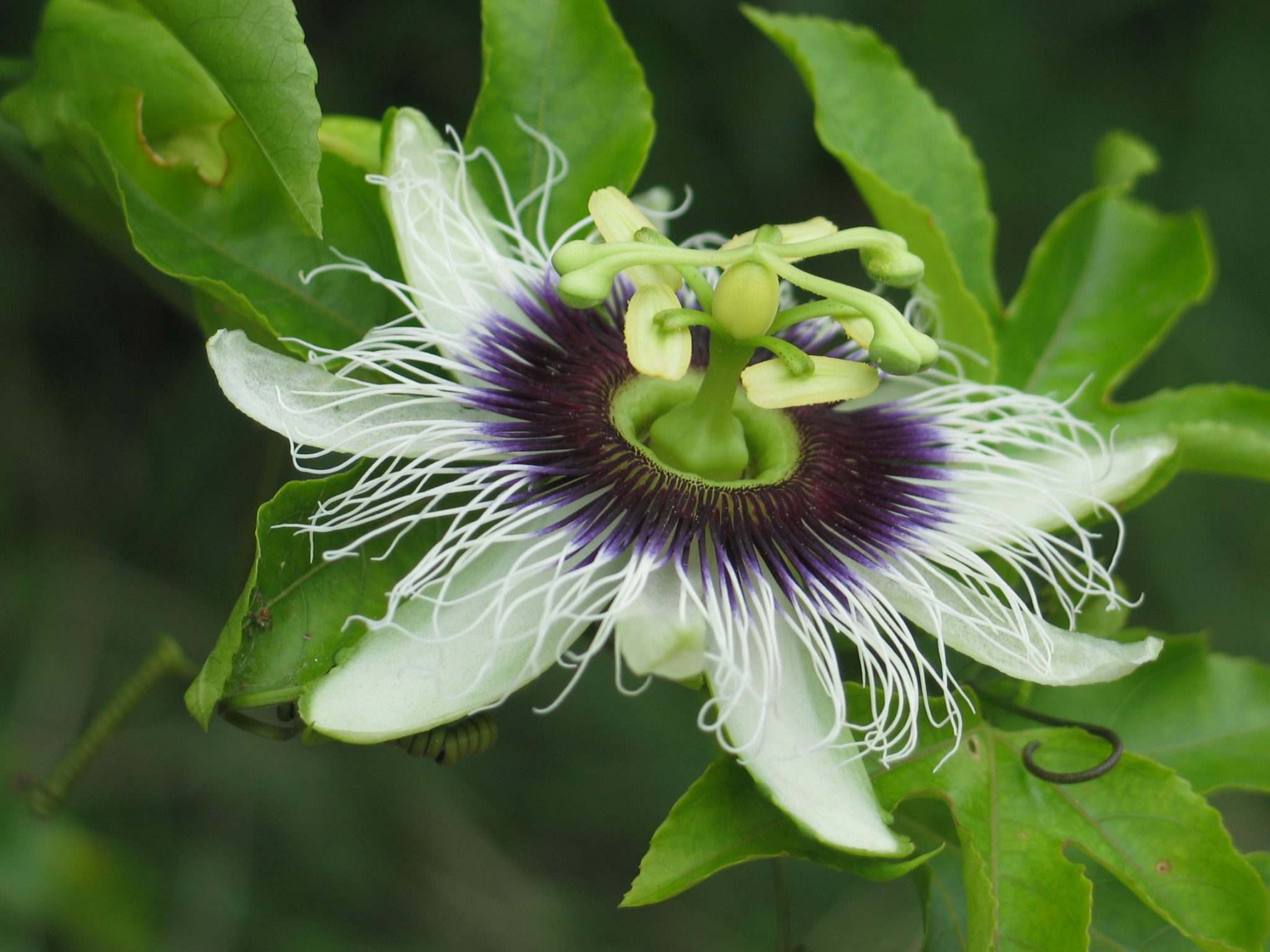 Diversidad de Flora en Campeche