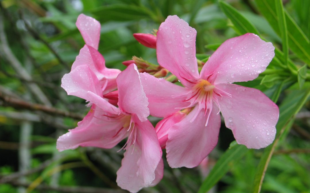 Nerium oleander L.