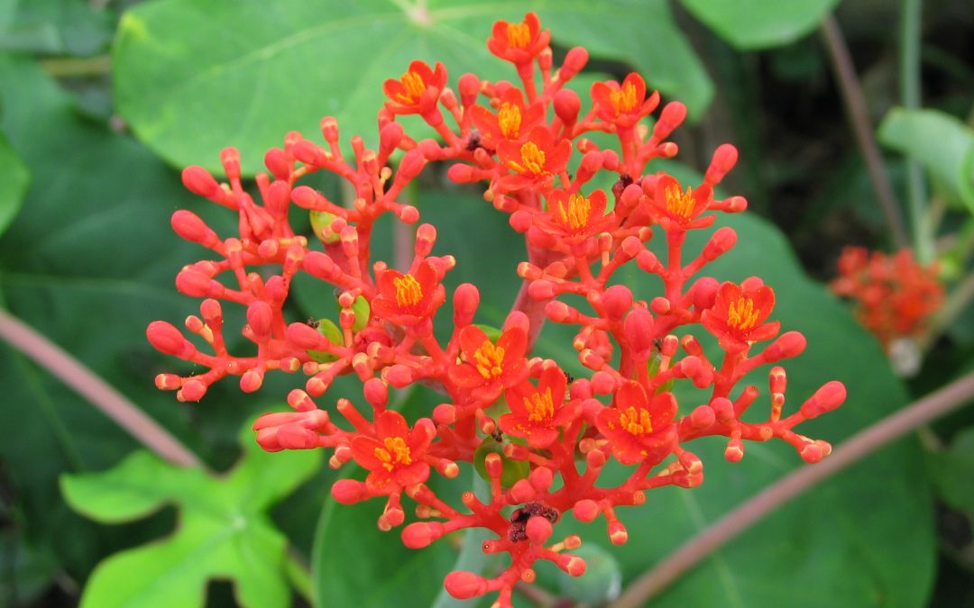 Jatropha multifida L.